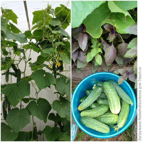 в теплицах то конечно всё нормально