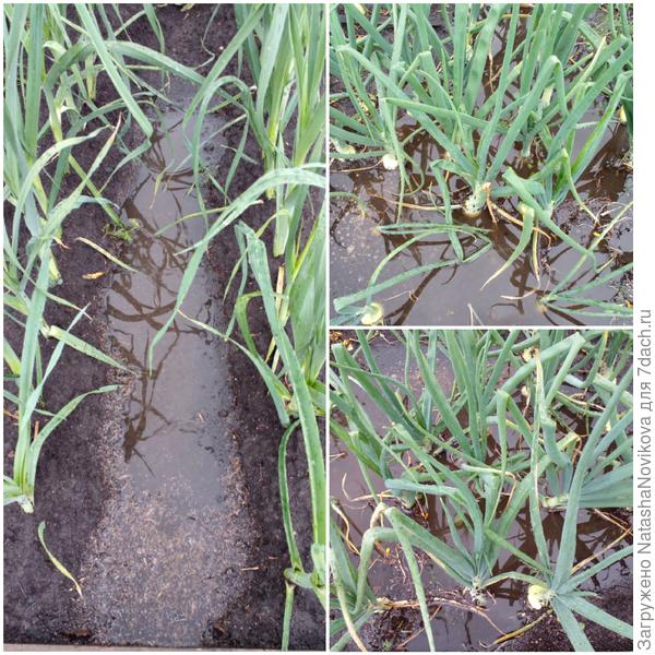 луки затопило((