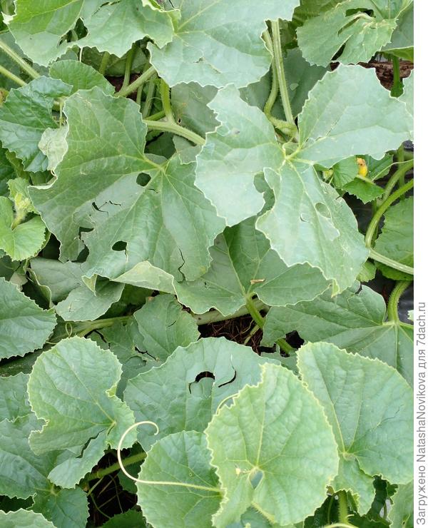 дыньки всё таки потрепало((