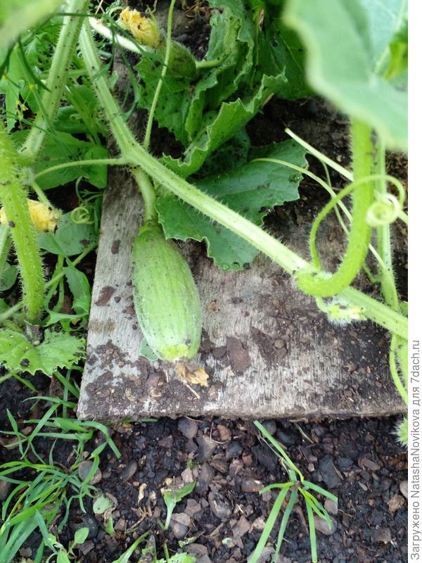 не знаю что с этими малышками делать(( их много, но погодка...