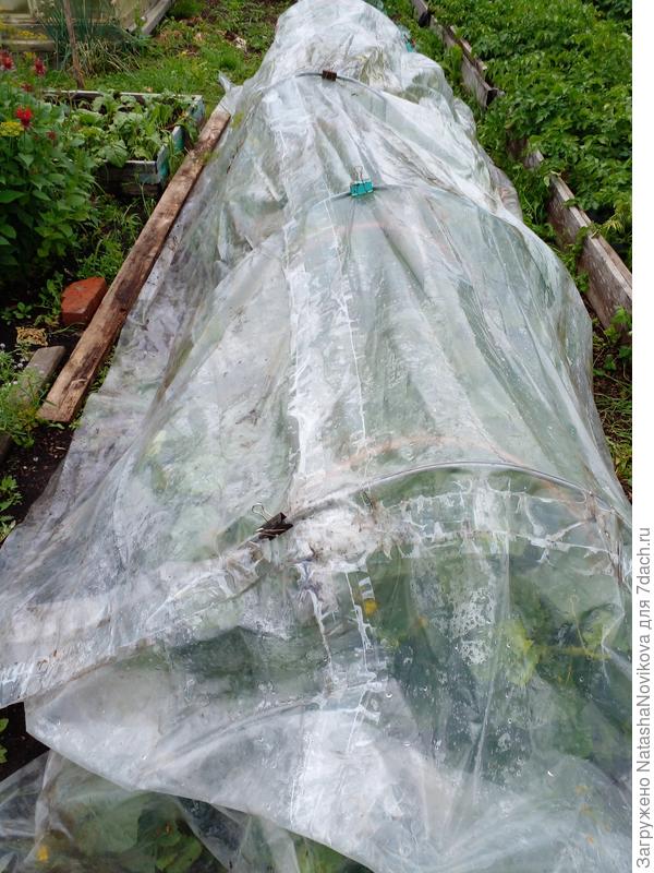 подняла дуги на полную высоту и прикрыла от дождей и ночного холода плёнкой