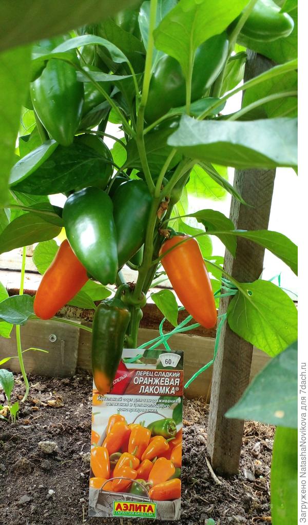 миниатюрная, но думаю будет лакомкой))