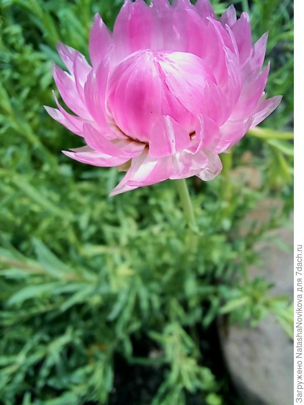 сухоцветы зацветают