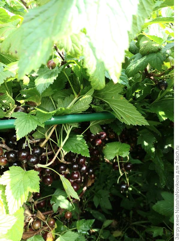 ягоду караулю - только высыхает, бегом собирать