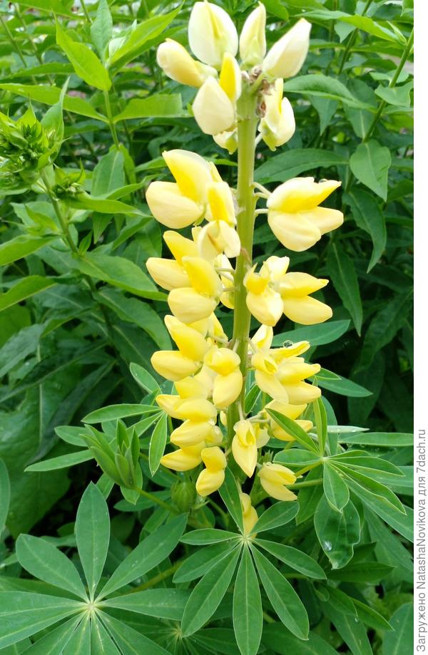 цветы напоминают о солнышке