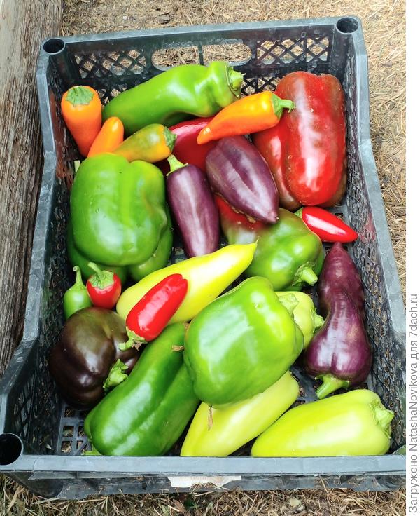 перчики пришлось снять зелеными, кусты разгрузить, дома дойдут