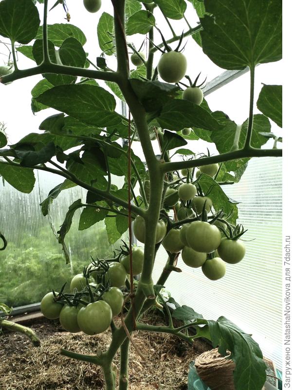 это перепутанный