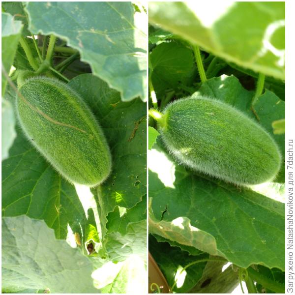 таких малявок новых штук 8