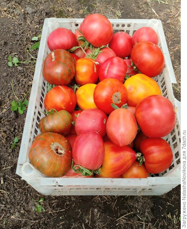 собрала томаты, красота))
