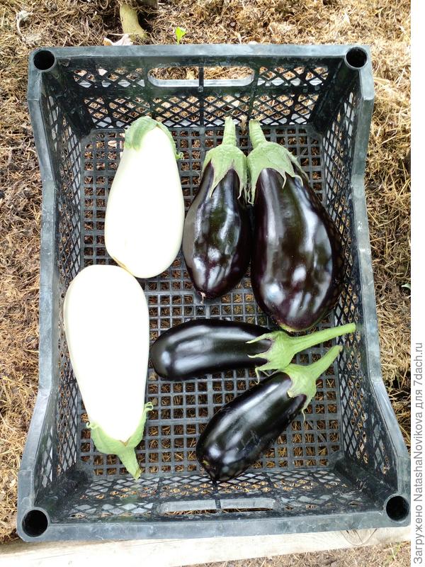 синенькие, беленькие...))