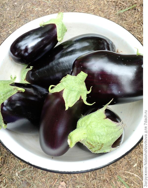 эти были первыми в середине июля