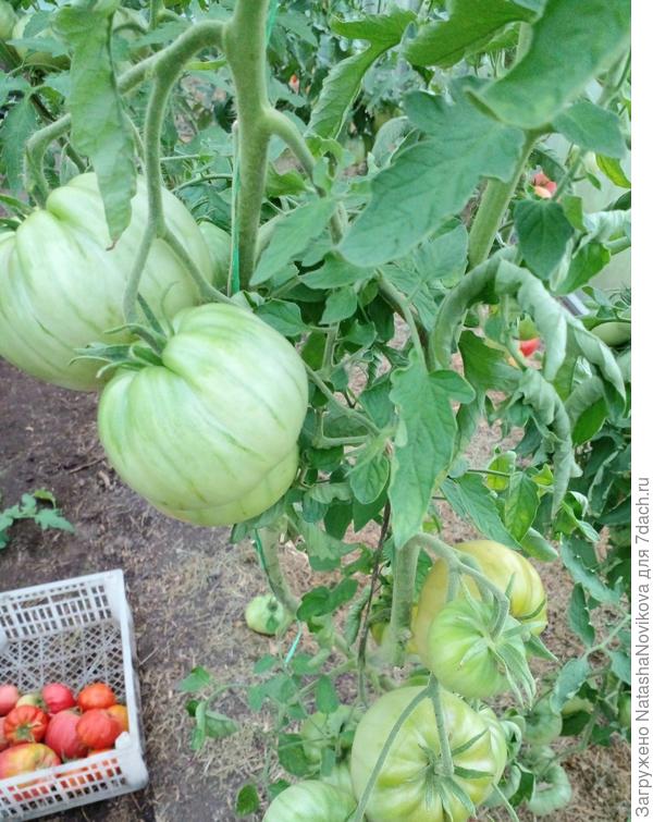 солнца ему не хватает