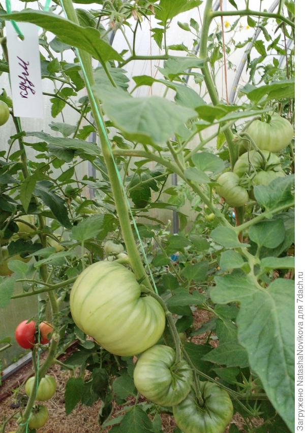 уже под крышу полез, оставила два ствола