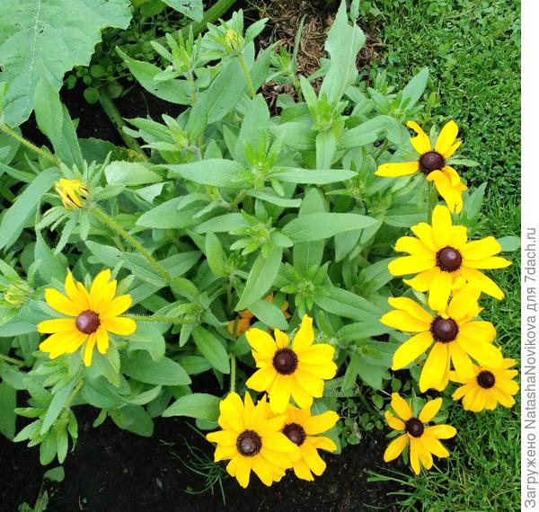 солнышки вдоль дорожки