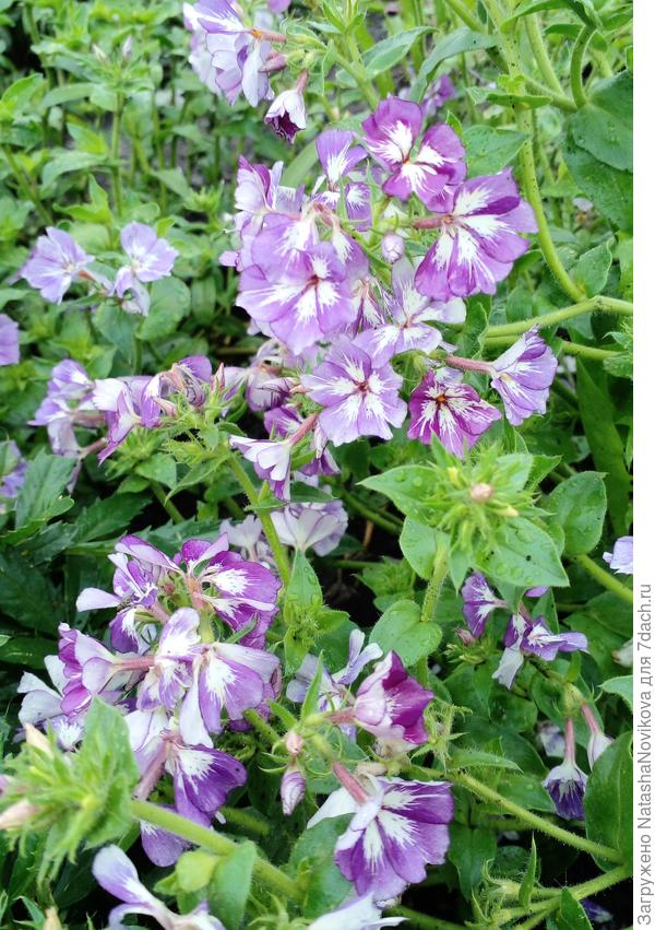 растрёпанные дождями флоксы