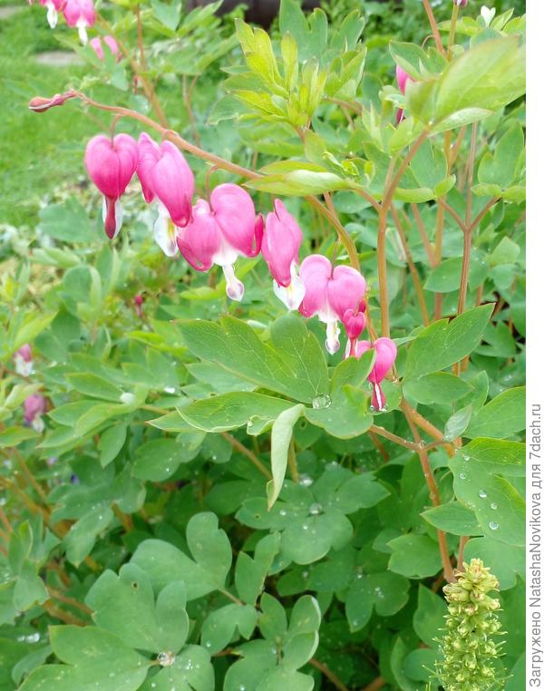 дицентра запоздала с цветением, раньше цвела в конце июня