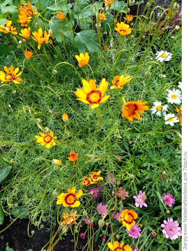 урсиния, побитая дождями