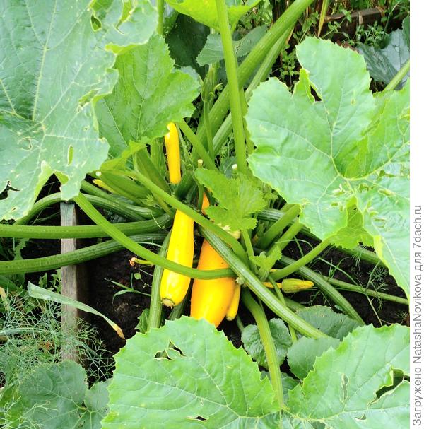 все листья градом побиты, но я уже снимала и новые подрастают