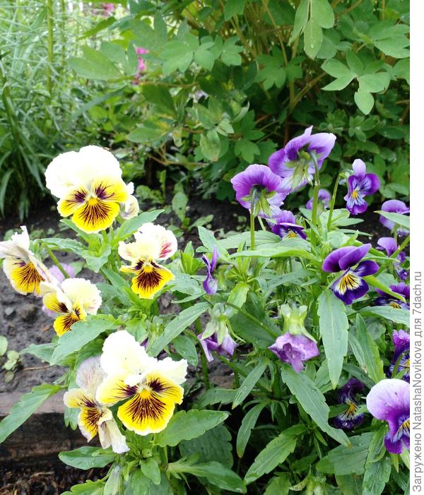 анютки везде, где хотят))