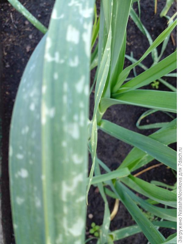 впервые вижу такое на порее((