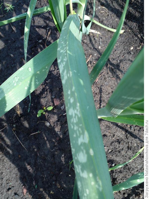 за одну ночь