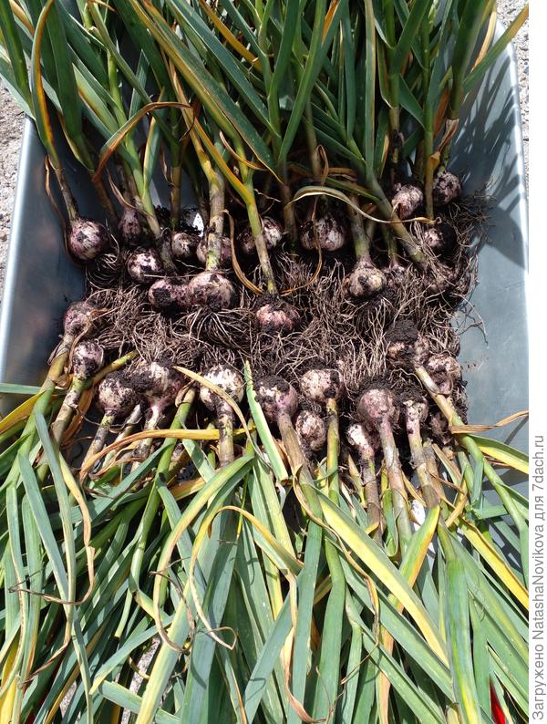 повезла на просушку