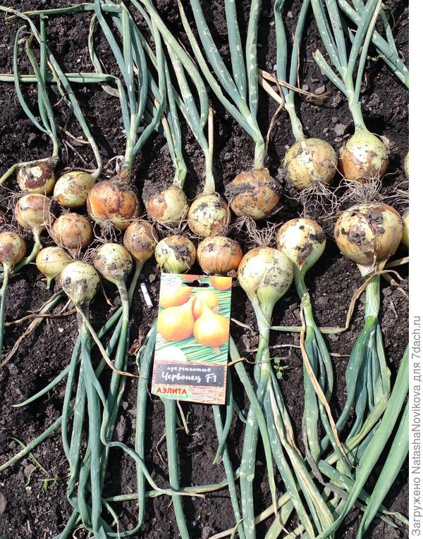 до дождя успела чуть подсушить и занесла под навес