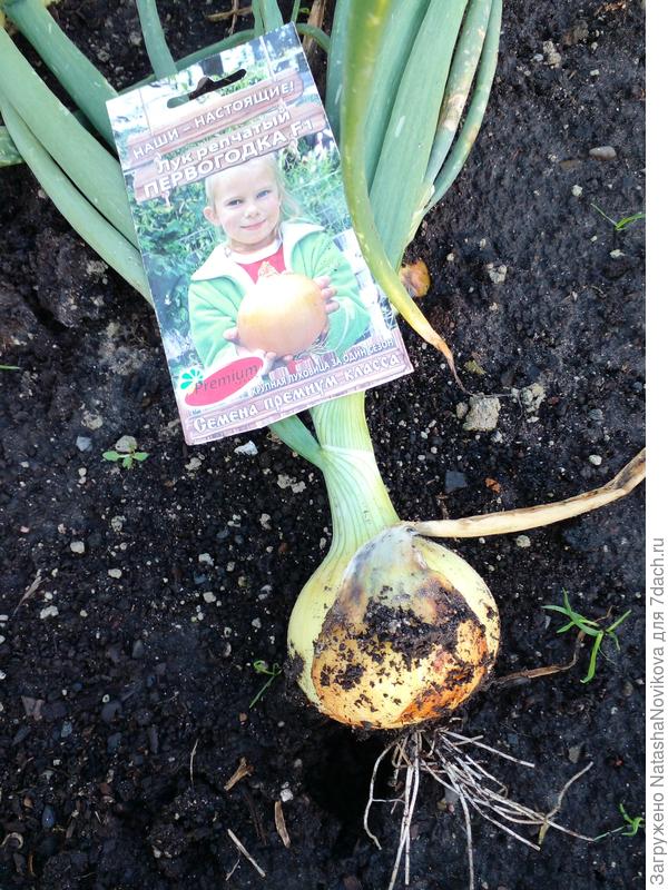 этот то же готов, можно убирать, если сегодня с неба лить не будет - уберу.