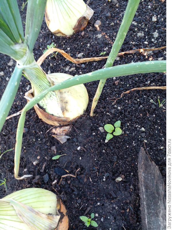 эксибишен не готов, выдёргиваю с трудом, пусть пока растёт