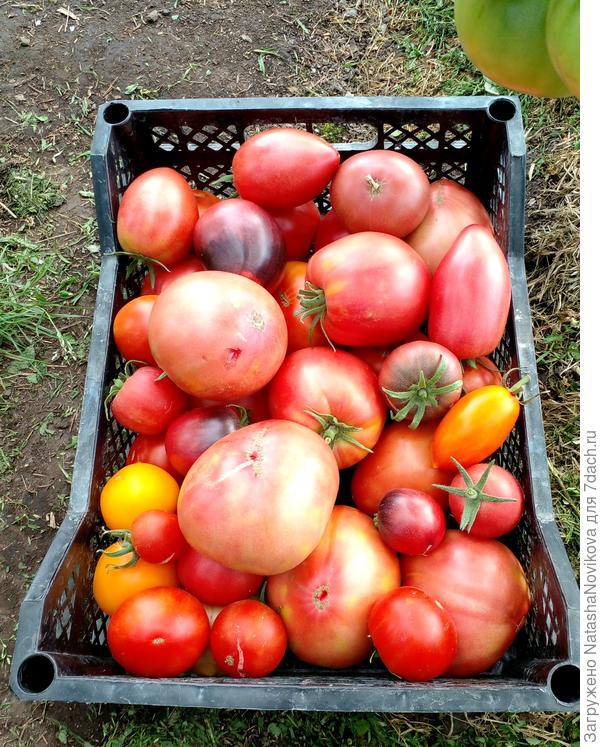 только что из теплицы))