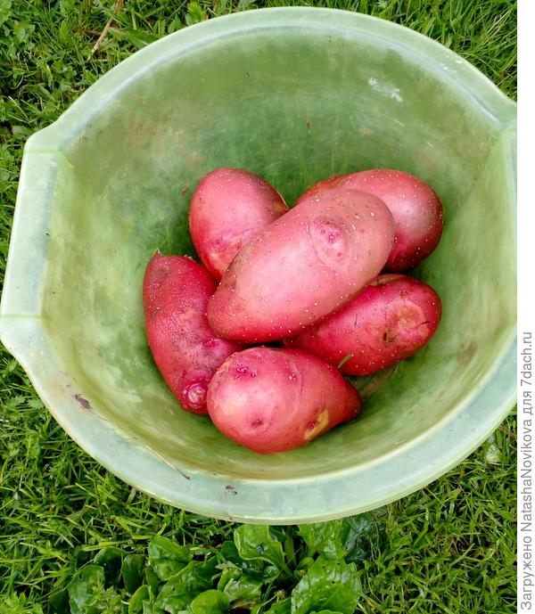 сегодня  отметила День Огородника - это мой день))