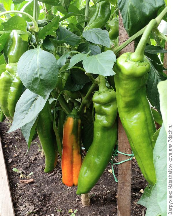 перцы не реально урожайные, кусты увешаны перчиками