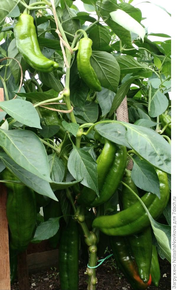 высота кустов уже около 80 - ти см