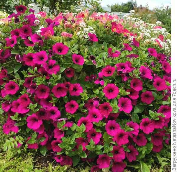 оживают после проливных дождей