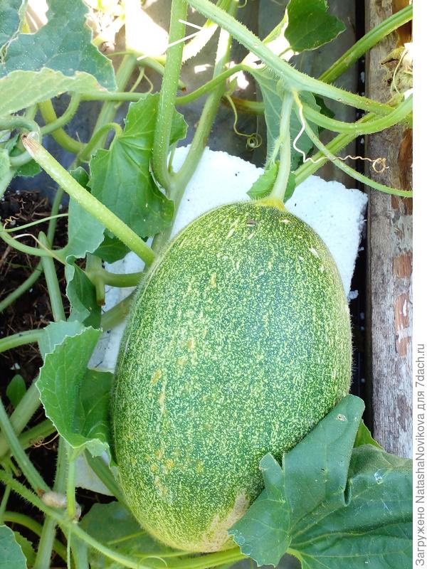 так обидно (( слепошарая ((