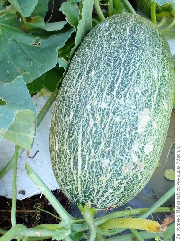 белыми стрелочками показала где обрезала плеть