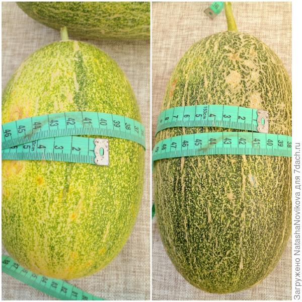 маляпуськи мои, почти одинаковые, хозяйка -недотёпа