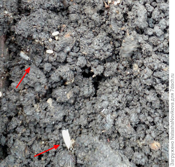 в грядке после чеснока две крылатые самки обитали, ближе муравьи не дали сфотать, прыгают на руки, кусаются((