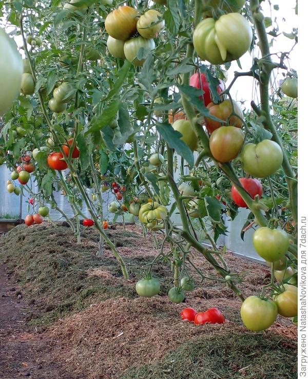 спеют и падают))