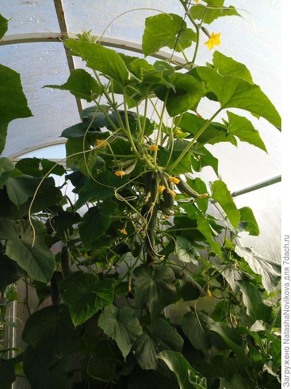 а это &quot;пташка ранняя&quot; не устаёт плодоносить