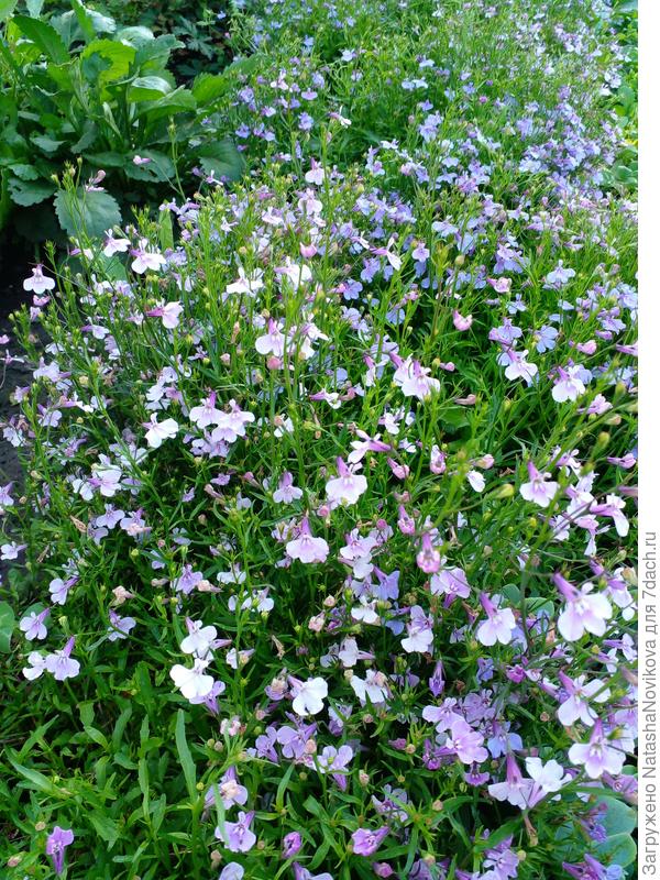 июльский ситчик из лобелии