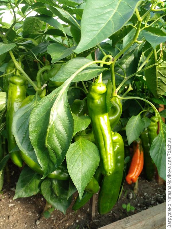 видимо густо высадила рассаду.