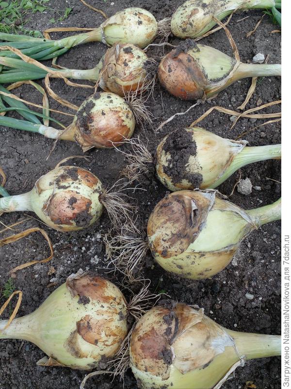 вытащила эксибишен, рассады было всего 13 корешков(( 3 луковицы съела, не покупать же в магазинах, если свой растёт)) вернее он почти сам выскочил