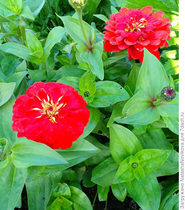 замёрзшие в июньские заморозки цинии воспряли