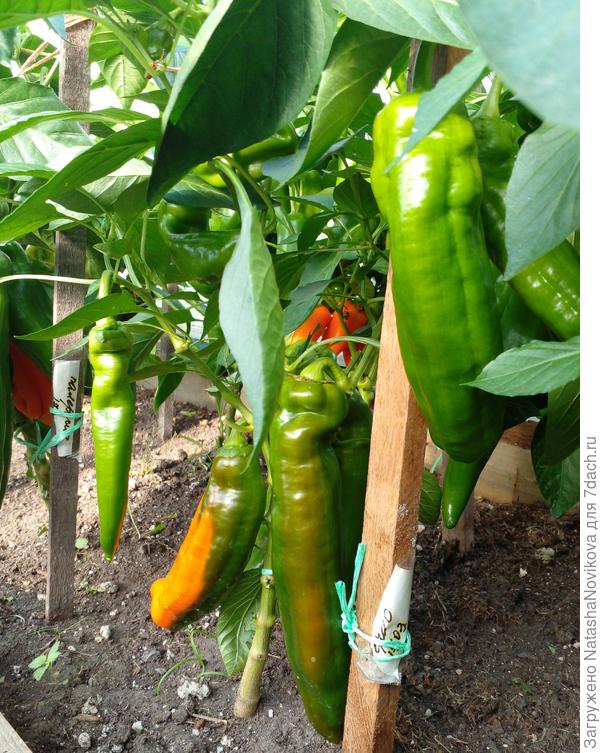 кустики ломятся от перчиков