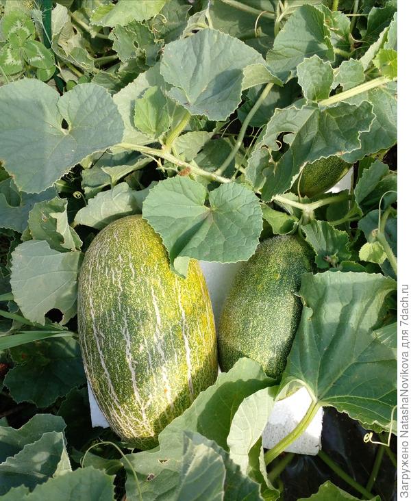 некоторые дыньки начинают спеть))