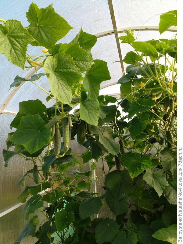 слева &quot;друзья приятели&quot;