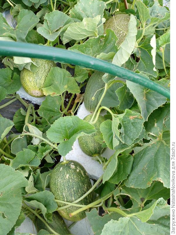 всё зависит от погоды