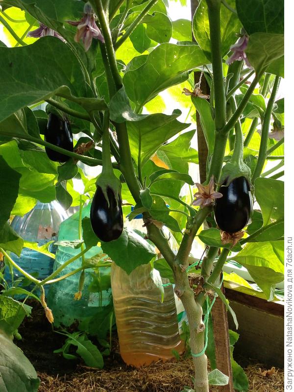 &quot;антрацит&quot; 12 июля