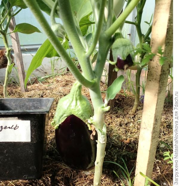 &quot;жизель&quot; по моему от Юлечки))